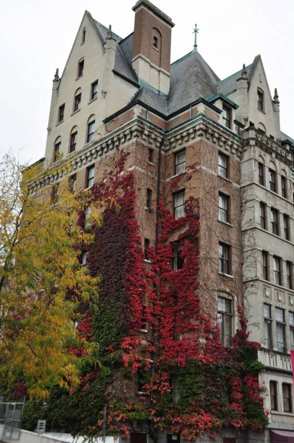 Enormes trepadeiras com cores de Outono sobem prédio no centro de Victoria, capital da British Columbia, no oeste do Canadá